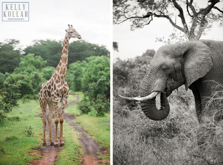 Safari, Sabi Sands, Kruger, South Africa, Africa, wildlife, conservation, Kelly Kollar Photography