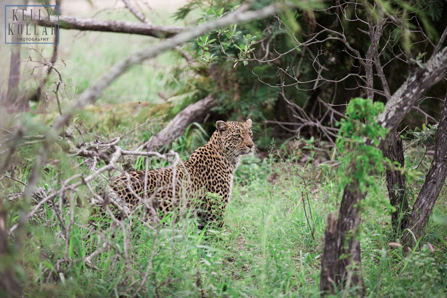Safari, Sabi Sands, Kruger, South Africa, Africa, wildlife, conservation, Kelly Kollar Photography