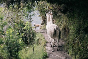 Kelly Kollar Photography, Peru, vacation, travel, Machu Picchu
