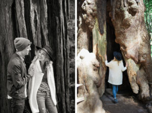 Muir Woods Redwoods engagement session outside San Francisco.